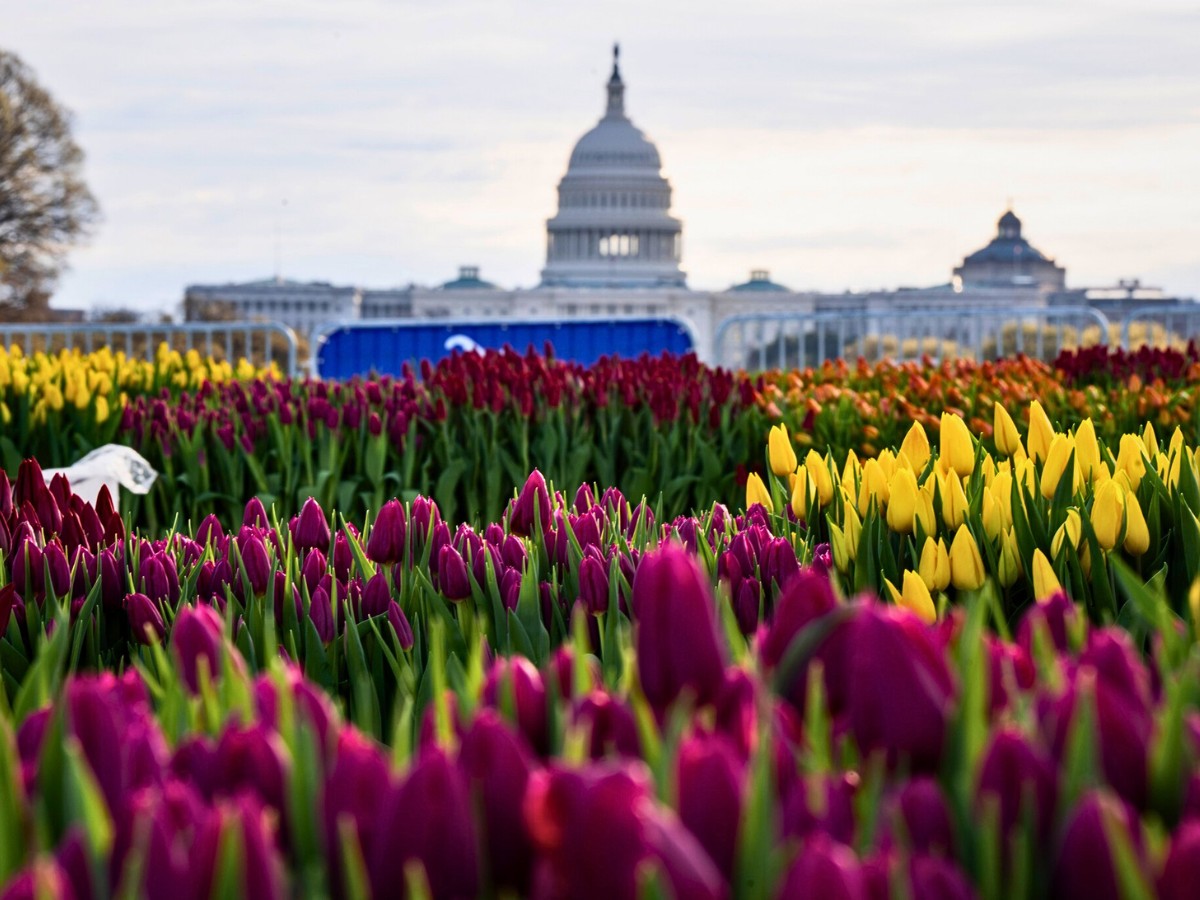Tulips Take Over Washinton D.C.&rsquo;s National Mall on Tulip Day Washington 2026 Marked on March 15.
