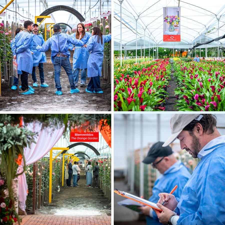 Welcome to the Orange Garden Welcome to the Orange Garden