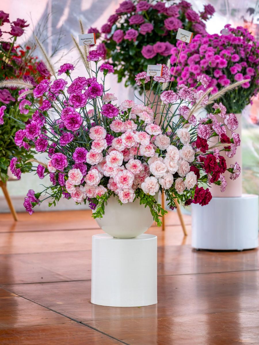 Dummen Orange carnations Dummen Orange carnations