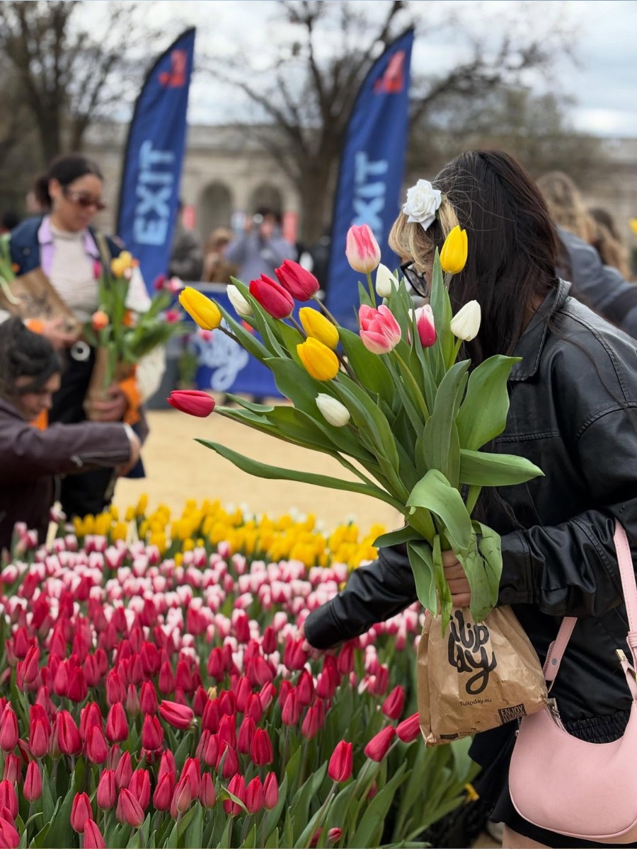 Tulips Take Over Washinton D.C.&rsquo;s National Mall on Tulip Day Washington 2026 Marked on March 15.