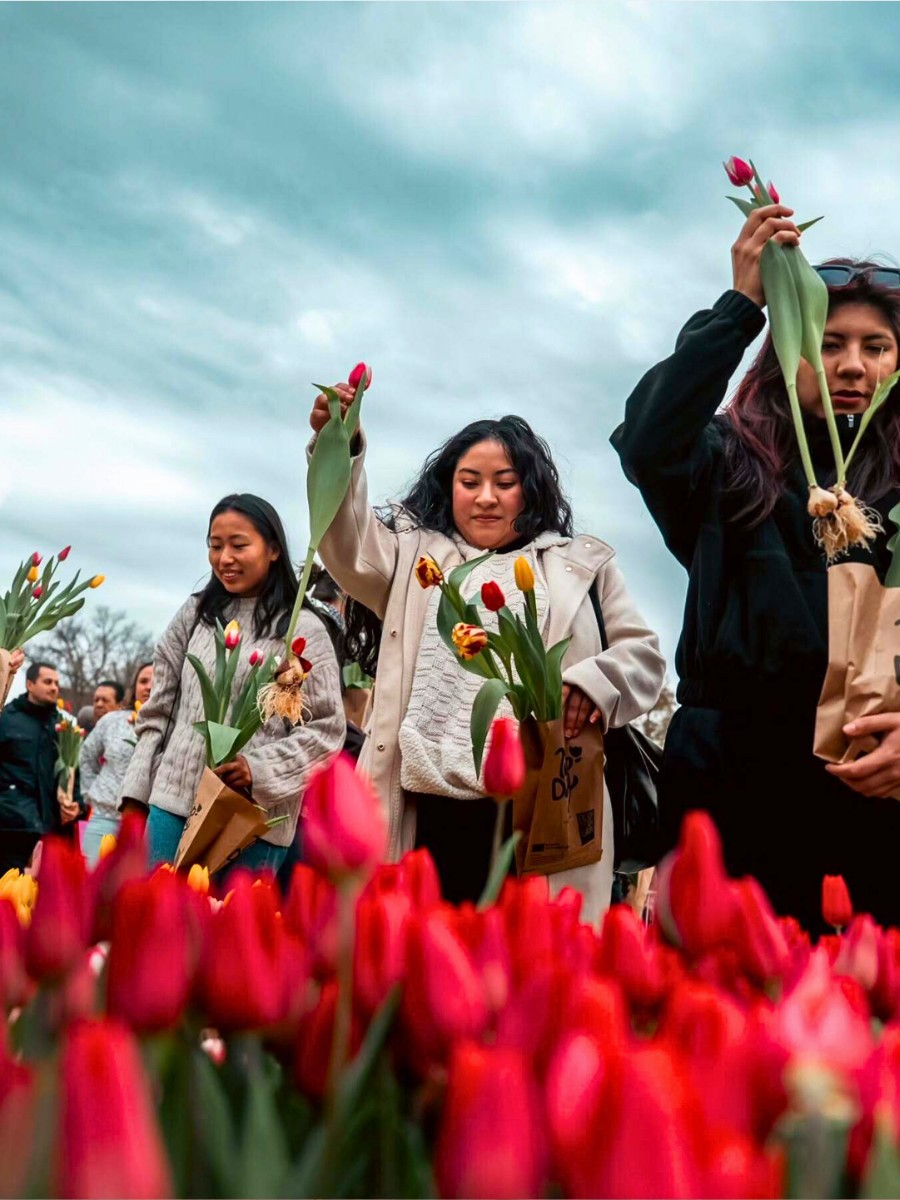 Tulips Take Over Washinton D.C.&rsquo;s National Mall on Tulip Day Washington 2026 Marked on March 15.