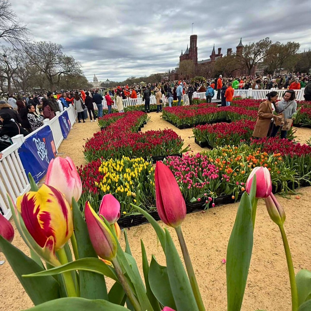 Tulips Take Over Washinton D.C.&rsquo;s National Mall on Tulip Day Washington 2026 Marked on March 15.