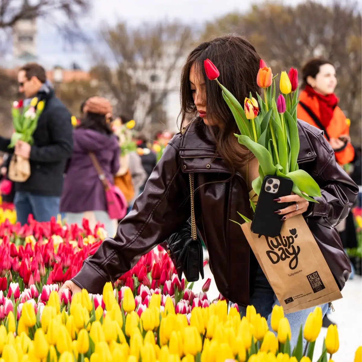 Tulips Take Over Washinton D.C.’s National Mall on Tulip Day Washington 2026 Marked on March 15.