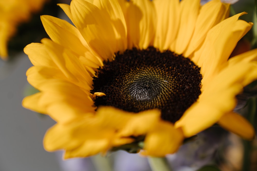 Top 5 Dog-Safe Flowers for Your Home and Garden Sunflower