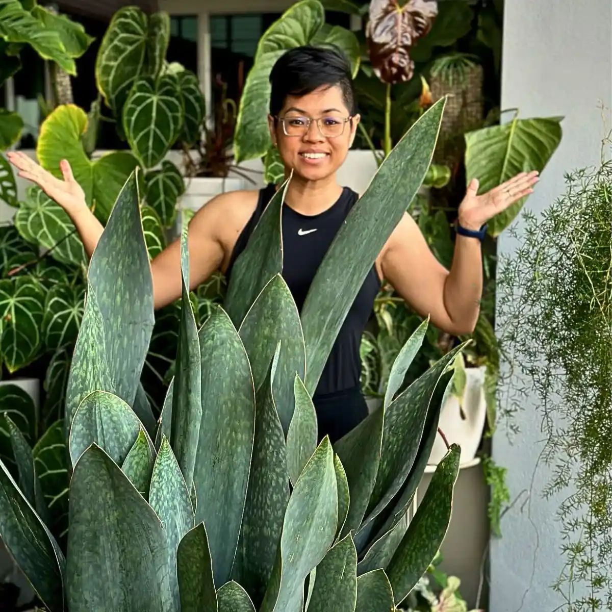 Growing Healthy Houseplants Feature Image