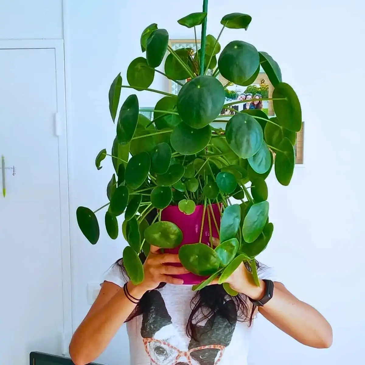 The​se Are the Easiest Houseplants to Propagate