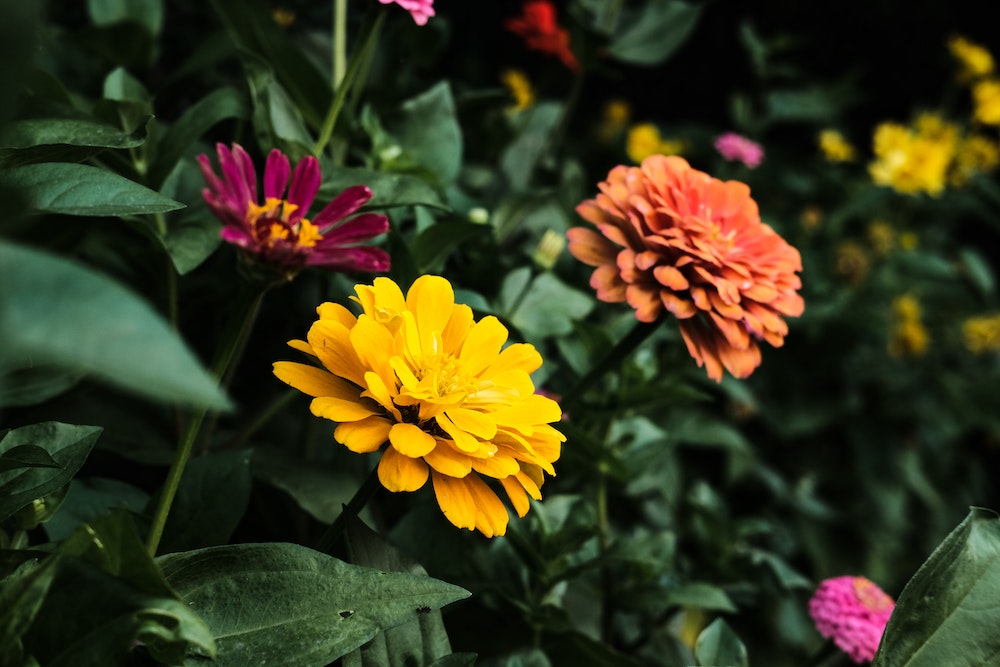 Top 5 Dog-Safe Flowers for Your Home and Garden Zinnia