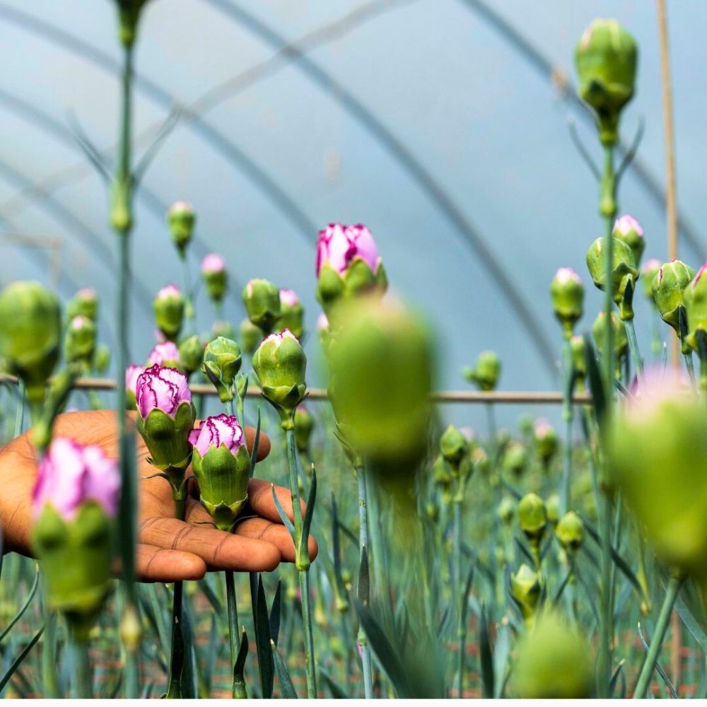 East African Magical Farms