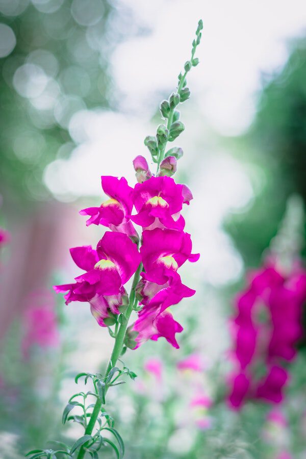 are sweet peas flower safe for dogs