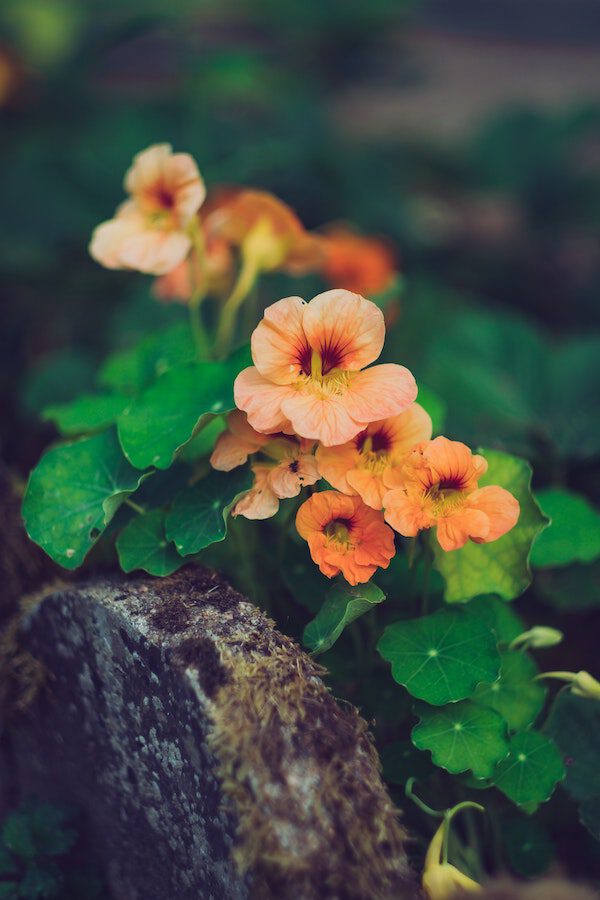 Top 5 Dog-Safe Flowers for Your Home and Garden Nasturtium