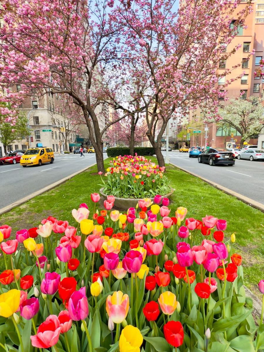 Tulips on Park Avenue