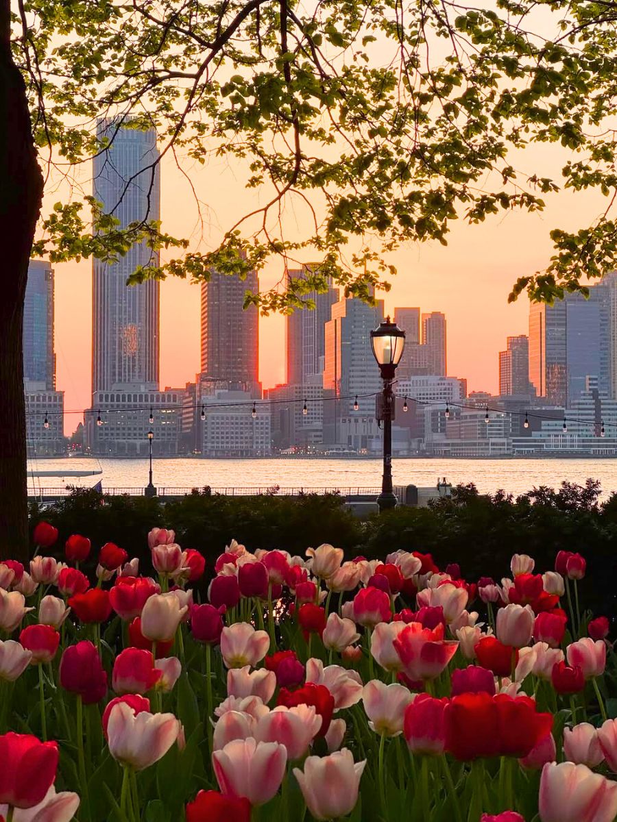 Tulips in New York
