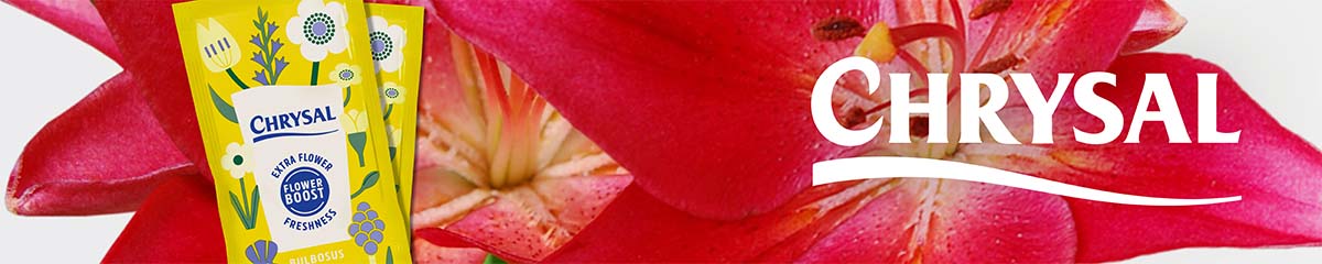 BannerChrysalLily Desktop