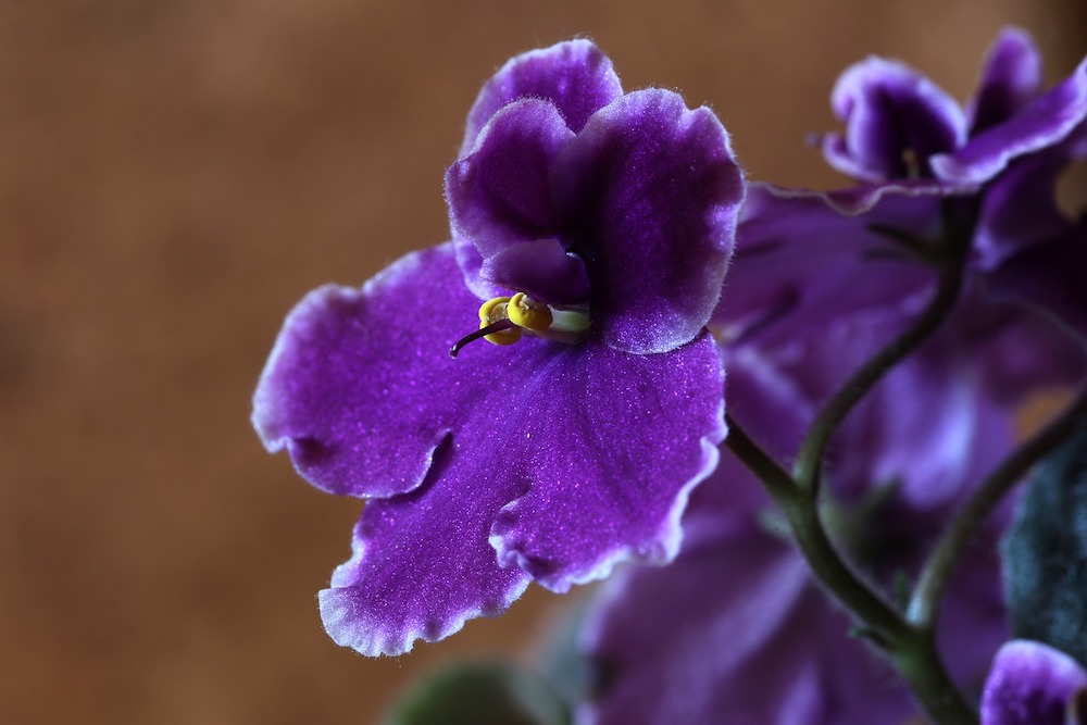 Top 5 Dog-Safe Flowers for Your Home and Garden African Violet