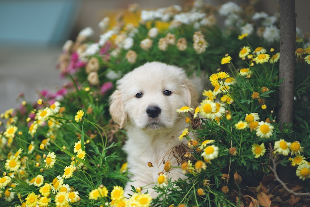 Top 5 Dog-Safe Flowers for Your Home and Garden