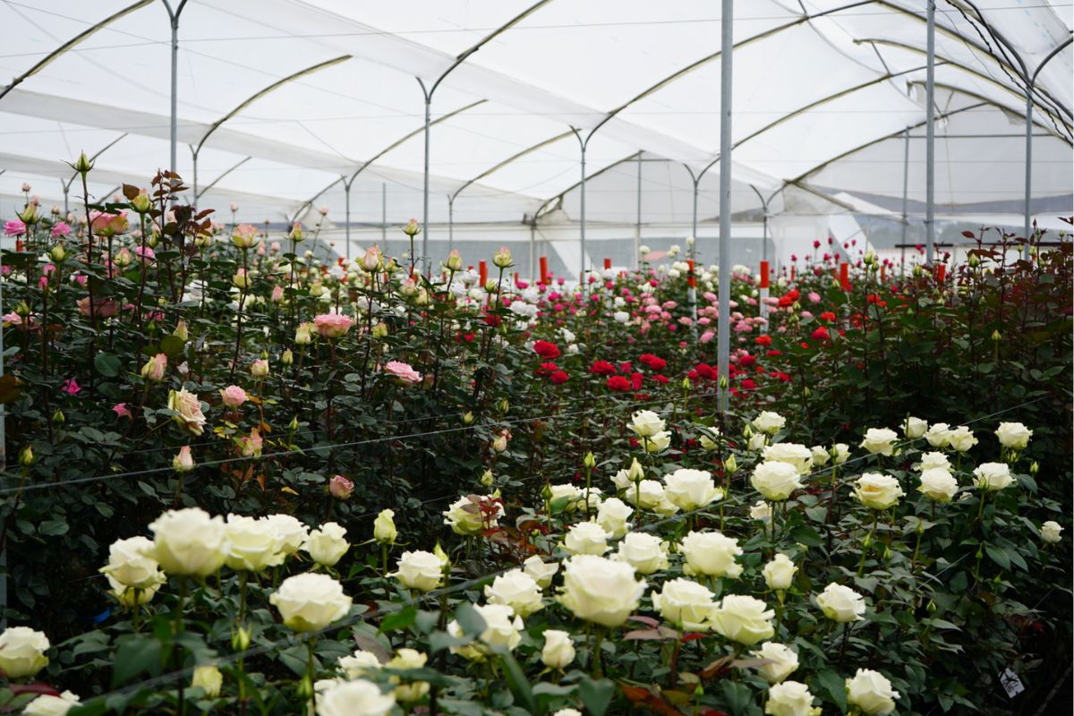 Roses in full bloom at United Selections
