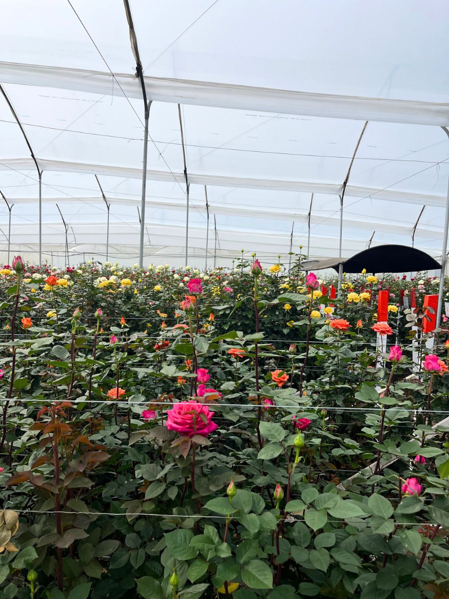 Rose greenhouse in Cayambe