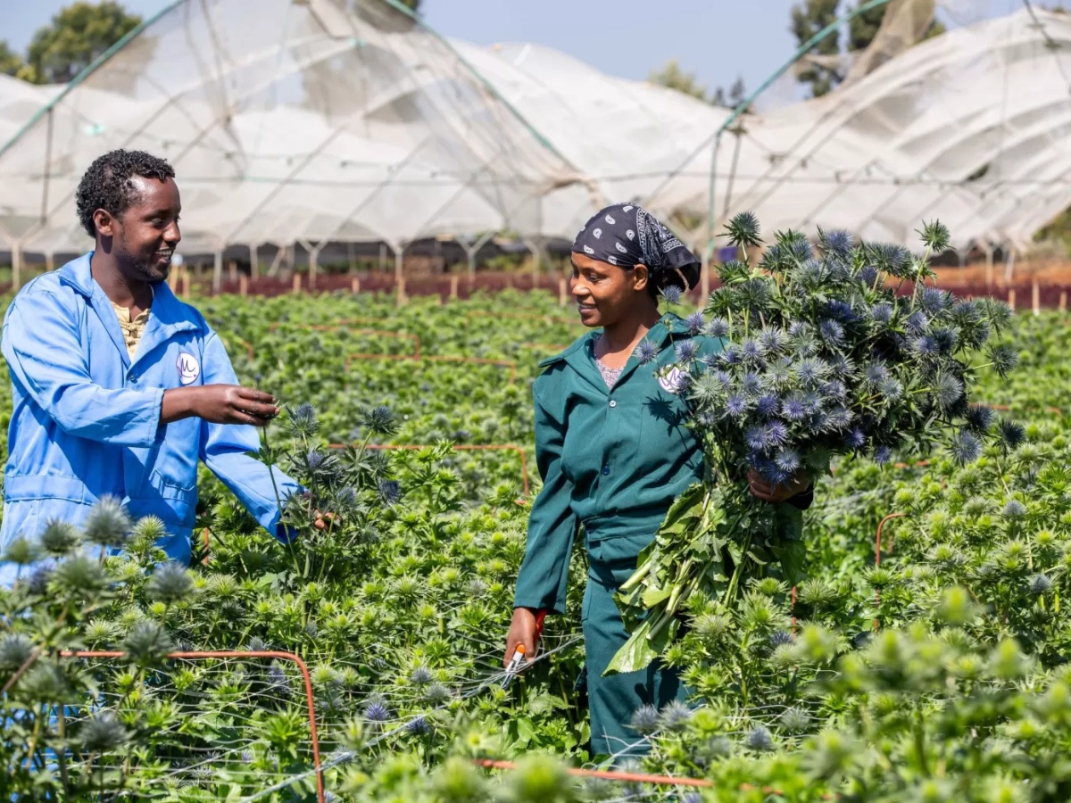 Visit Marginpar at HortiFlora 2026 to Experience Their Ethiopian Assortment