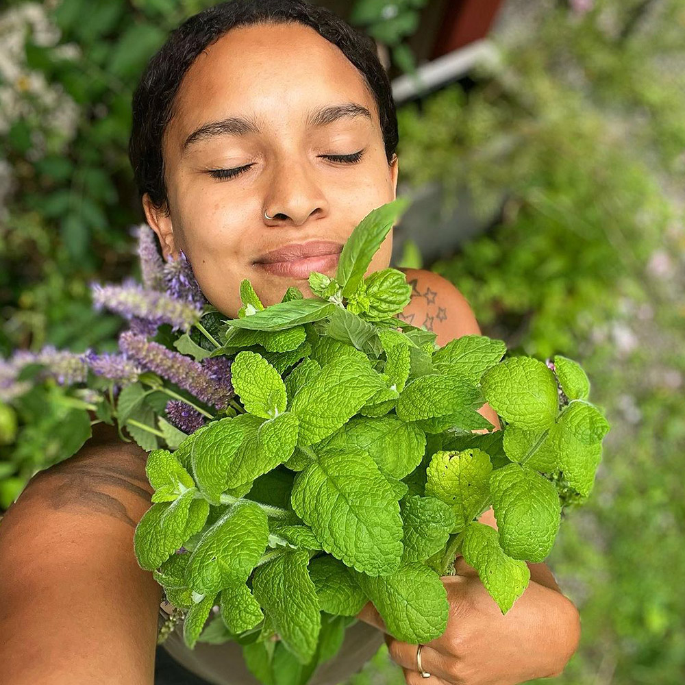 Healing plants Lemon Balm