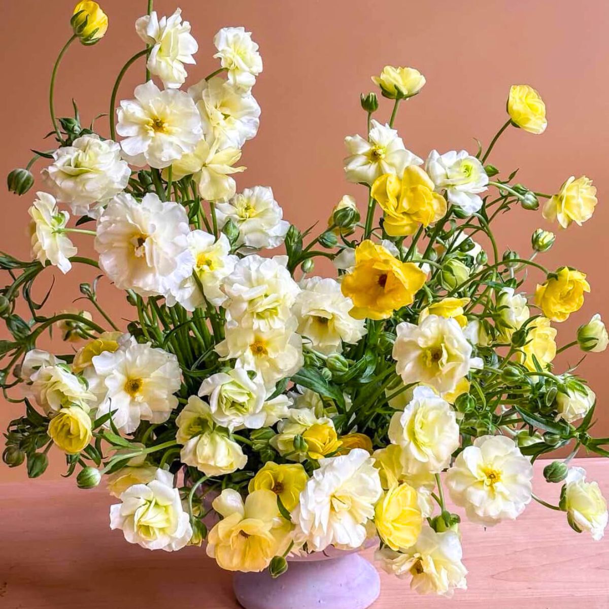 Butterfly Ranunculus in yellow and white