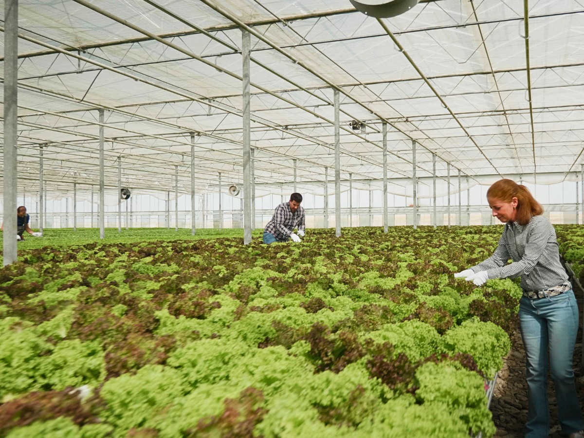 What Is GLOBALG.A.P.? This Is the Mutual Language of Trust in Farming: The Standard Ensuring Good Agricultural Practices