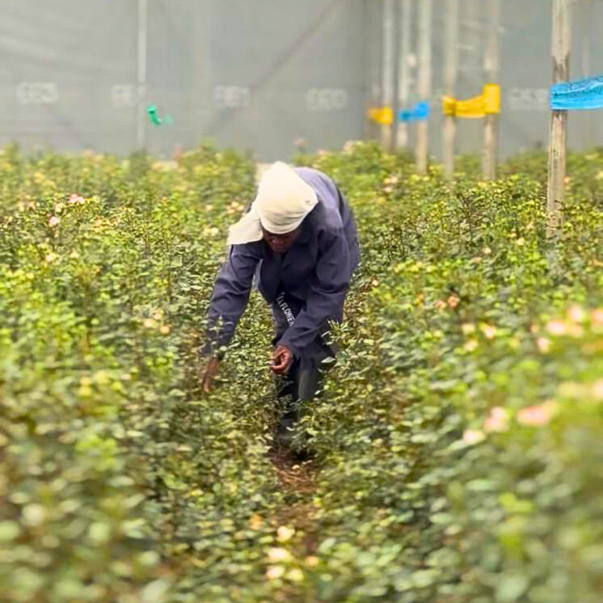 Worker in Greenhouse