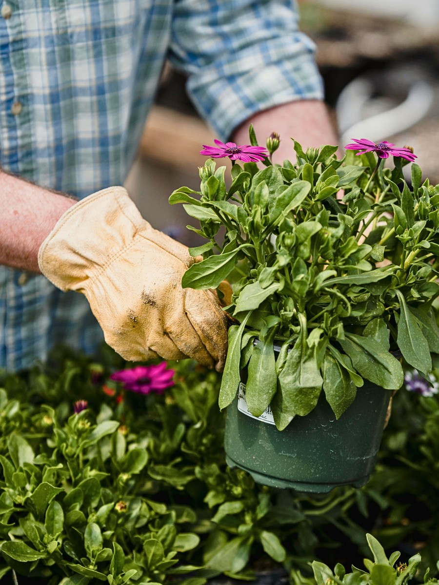 What Is GLOBALG.A.P.? This Is the Mutual Language of Trust in Farming: The Standard Ensuring Good Agricultural Practices