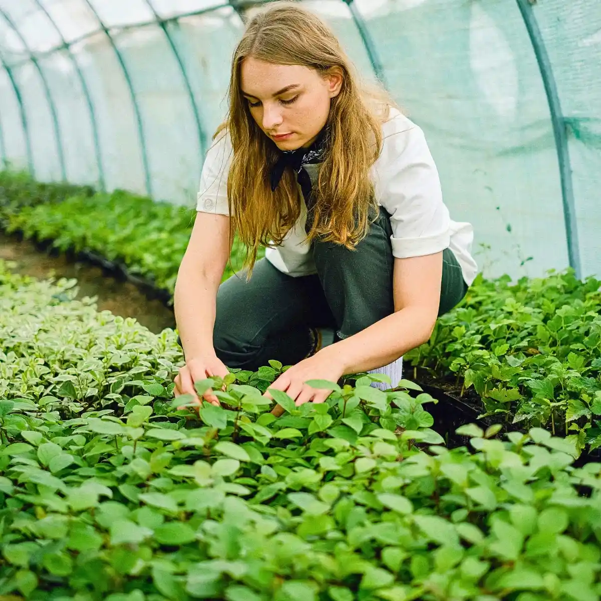 What Is GLOBALG.A.P.? This Is the Mutual Language of Trust in Farming: The Standard Ensuring Good Agricultural Practices