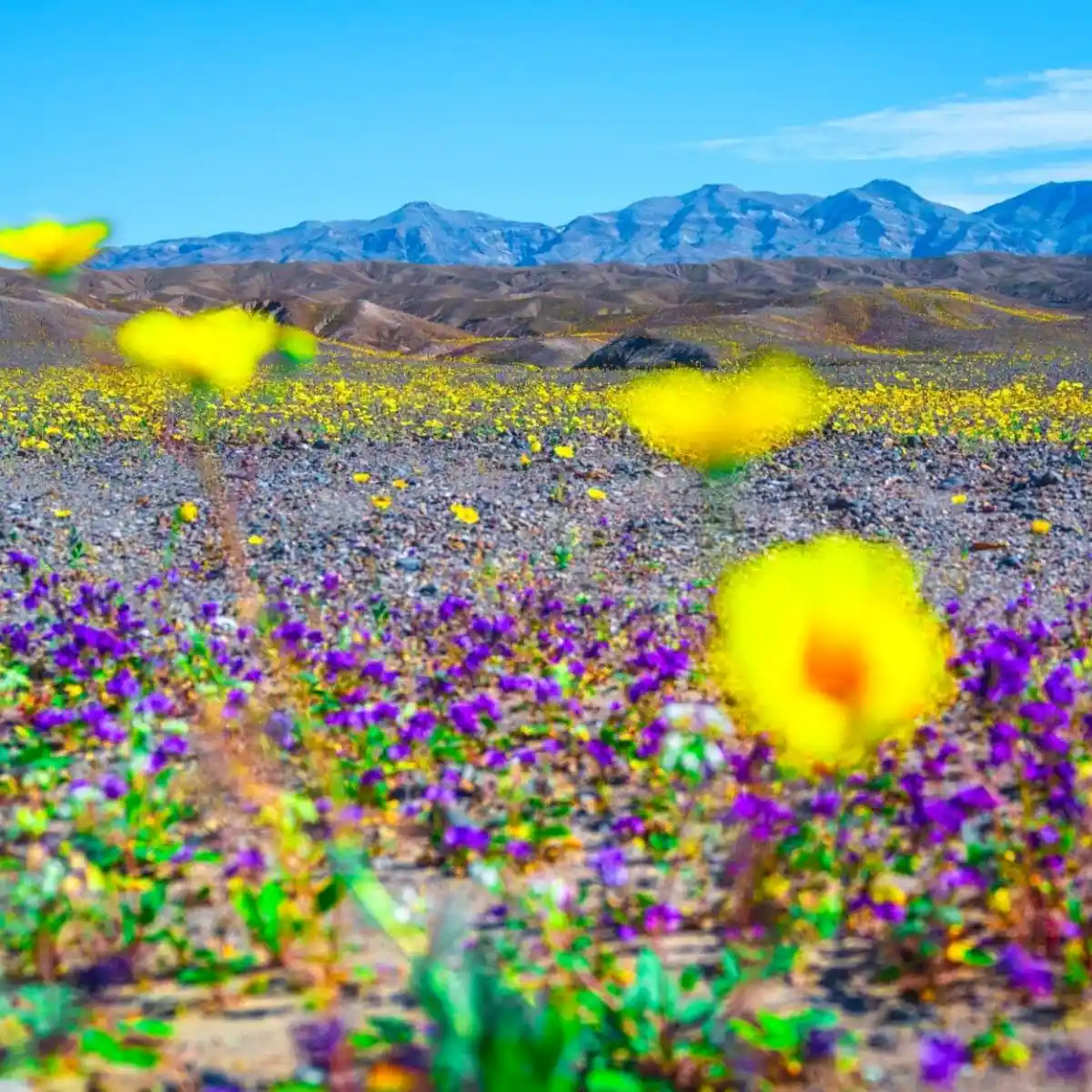 Death Valley blooming