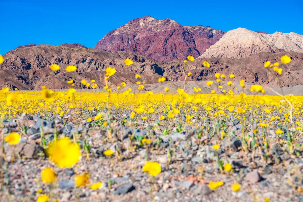 Yellow flowers blooming in California Death Valley
