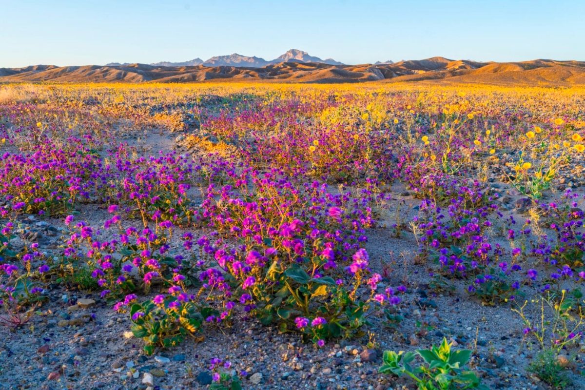 A mix of purple and yellow flowers in the desert