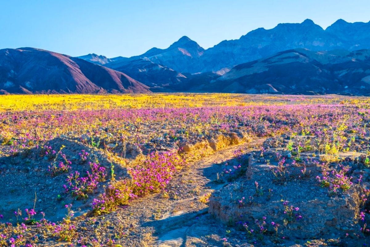 Contrast in colors and desert Contrast in colors and desert