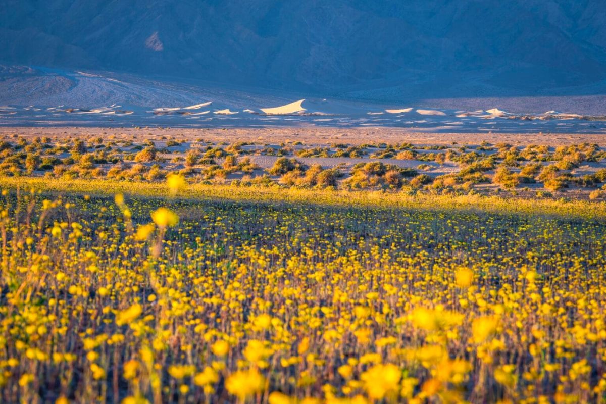 Yellow scene in the Californian desert