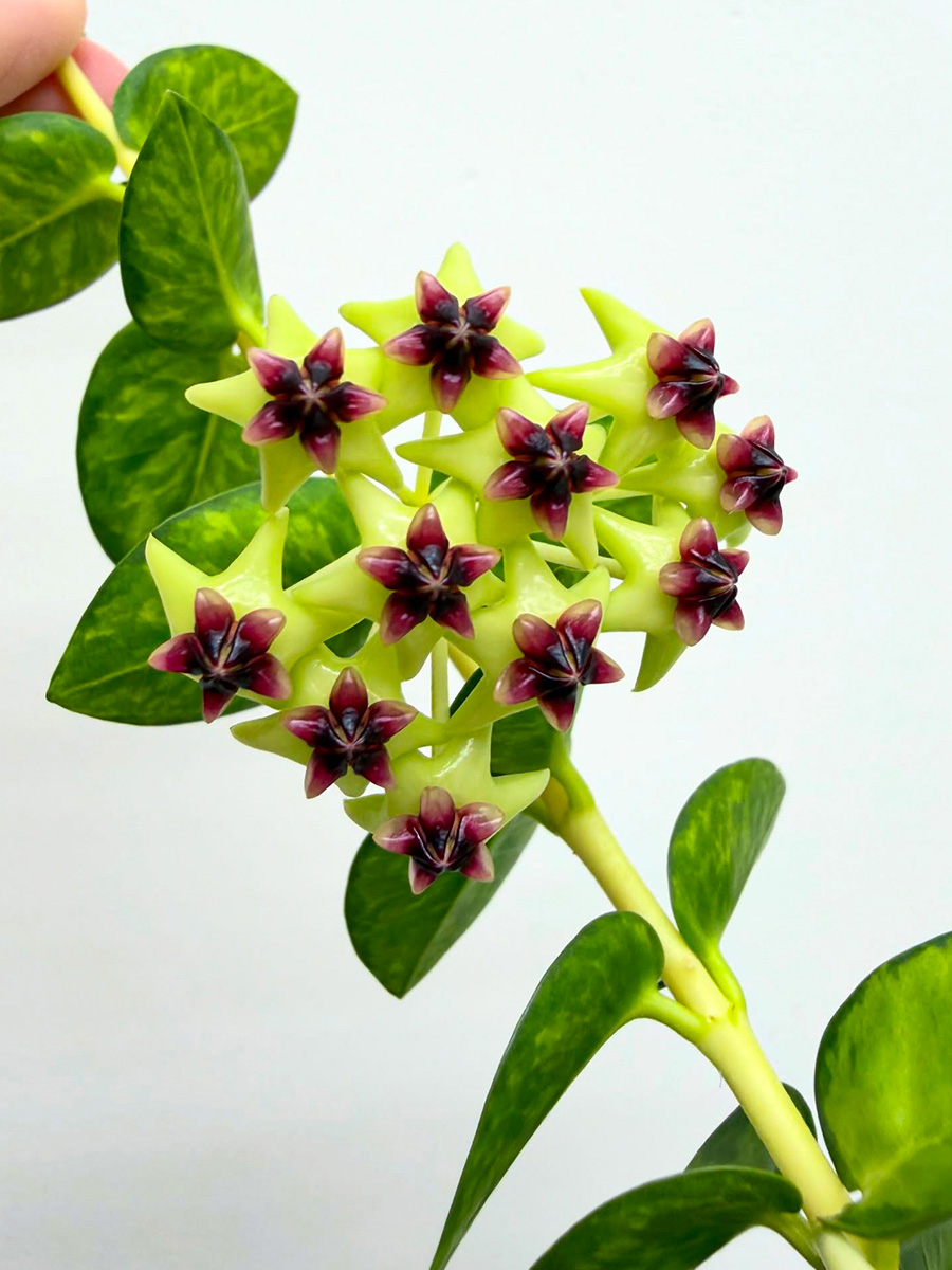 Hoya cumingiana inner Variegated