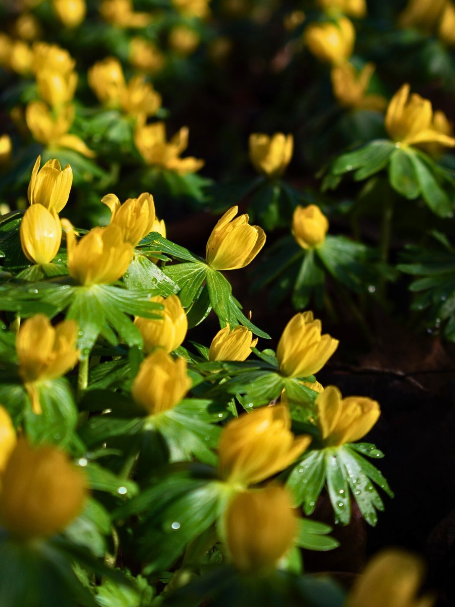 Eranthis hyemalis is native to calcareous woodland habitats in southern and central Europe