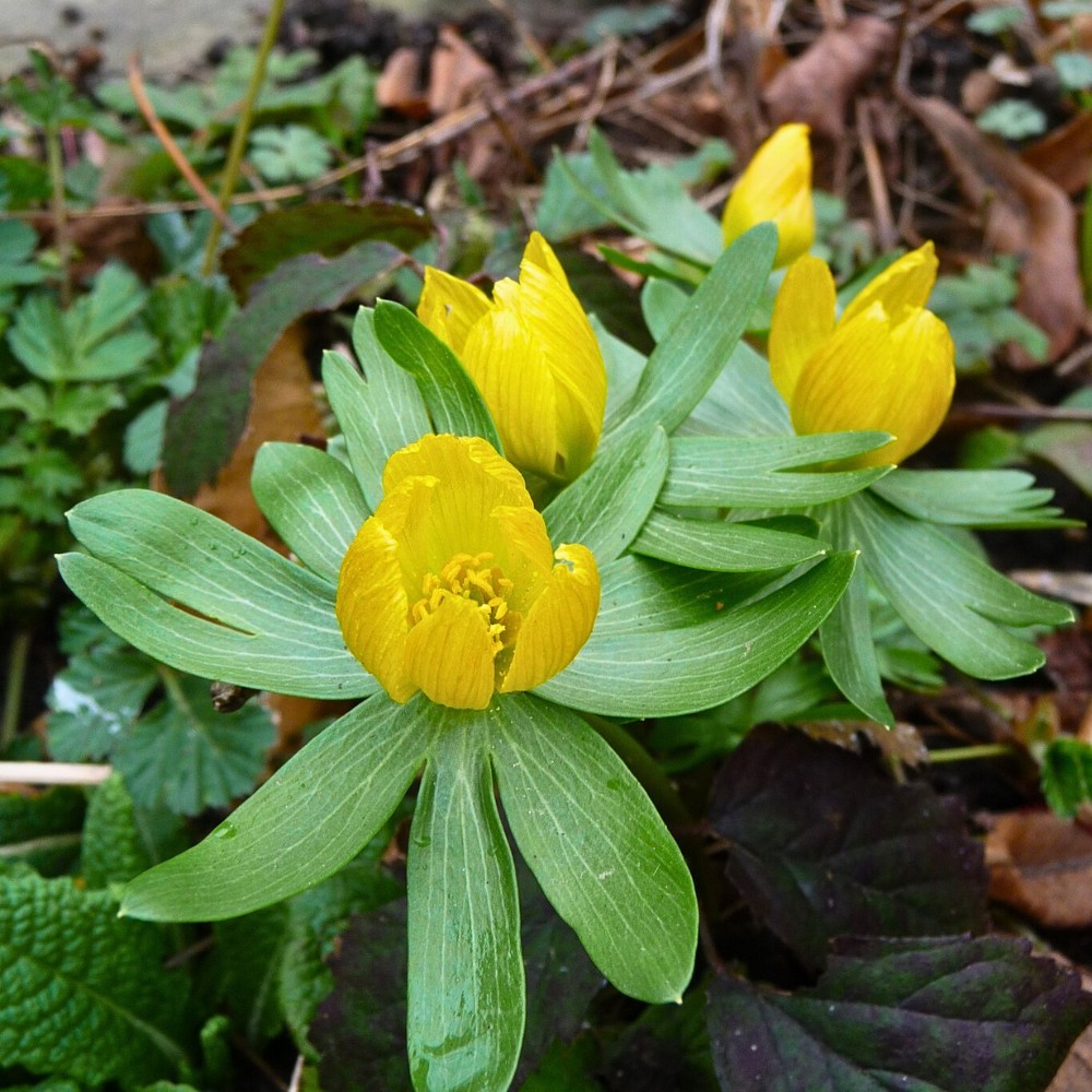 When does winter aconite eranthis hyemalis flower?