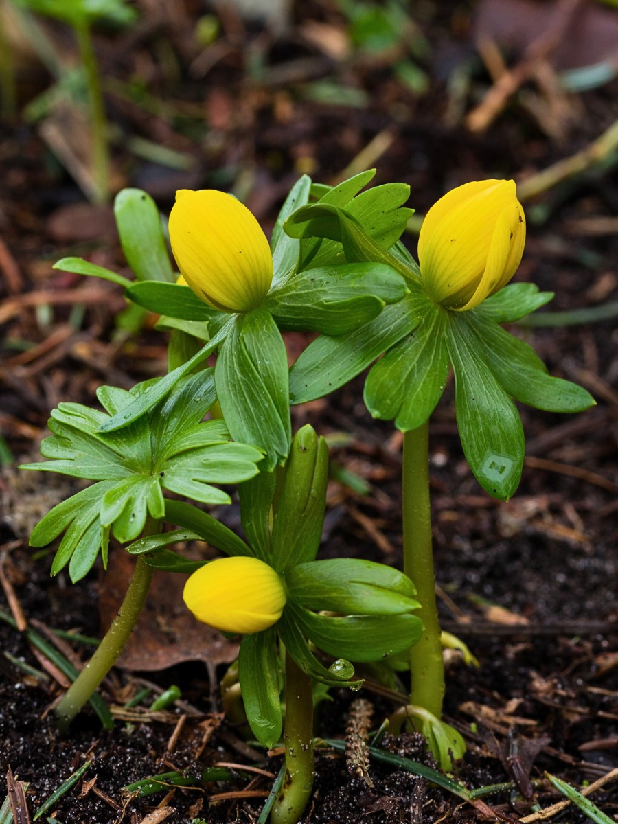 What is Eranthis hyemalis? Eranthis hyemalis, commonly known as winter aconite, is a small tuberous perennial in the Ranunculaceae (buttercup) family. 