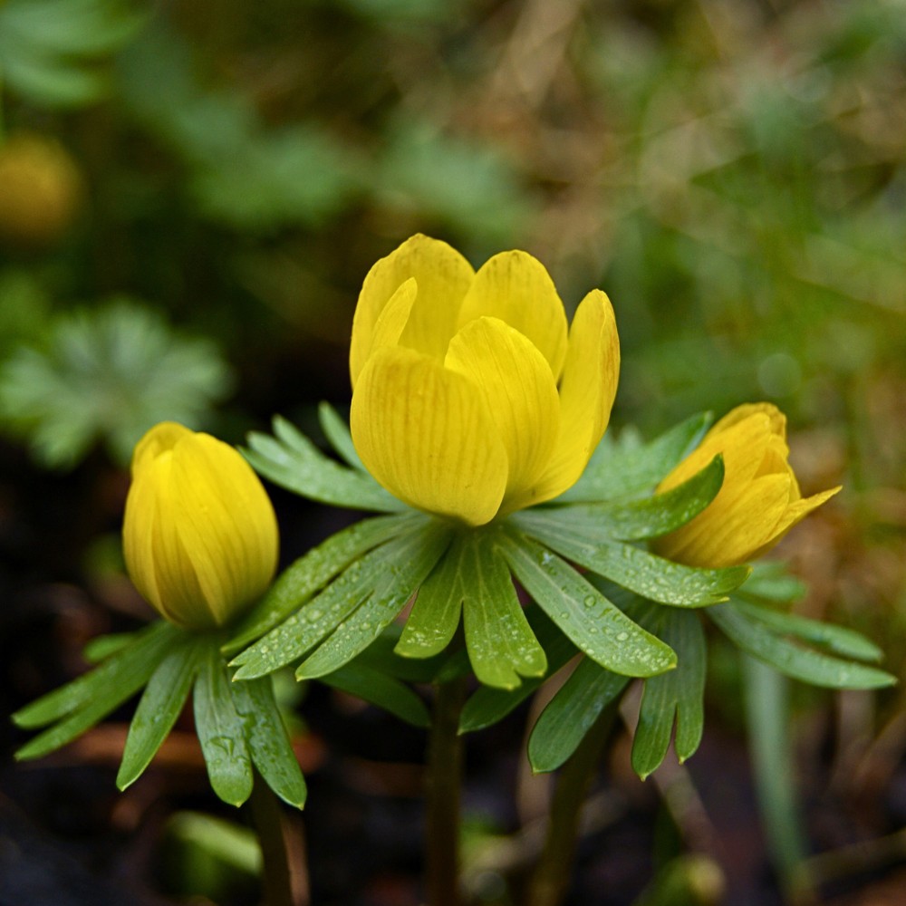 What is Eranthis hyemalis? Eranthis hyemalis, commonly known as winter aconite, is a small tuberous perennial in the Ranunculaceae (buttercup) family. 