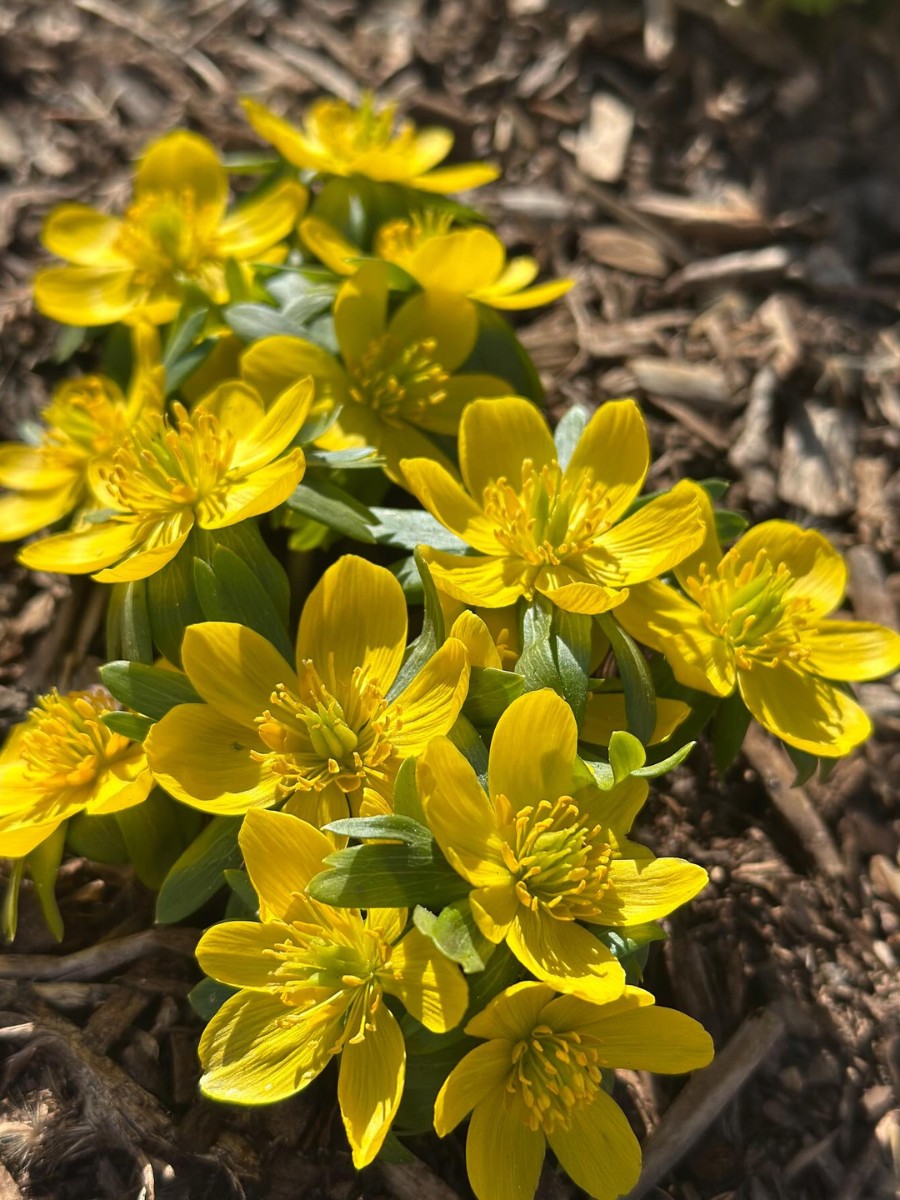 Eranthis hyemalis is a modest plant, typically growing to no more than 5 to 15cm in height.