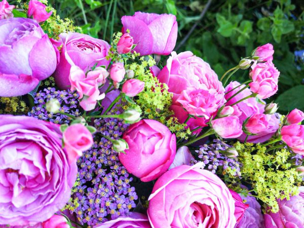 My Magical Morning Along a Pond Created This Rose Design by Cathering Joyaux Corselli for Red Lands Roses