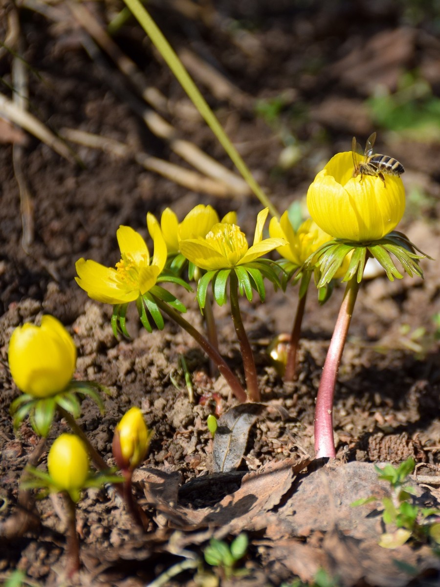 Is eranthis hyemalis invasive? In garden settings, eranthis hyemalis spreads readily by self-seeding and tuber multiplication.