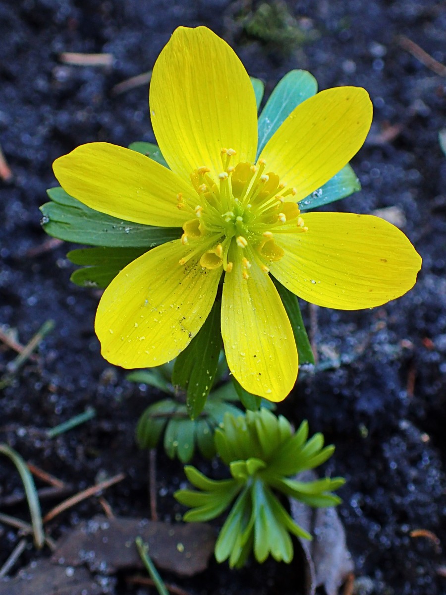 How do I collect eranthis hyemalis seeds? Seeds ripen in April in small follicles that split open quickly. Collect them just before they disperse, or tie a small paper bag over ripening seed heads.