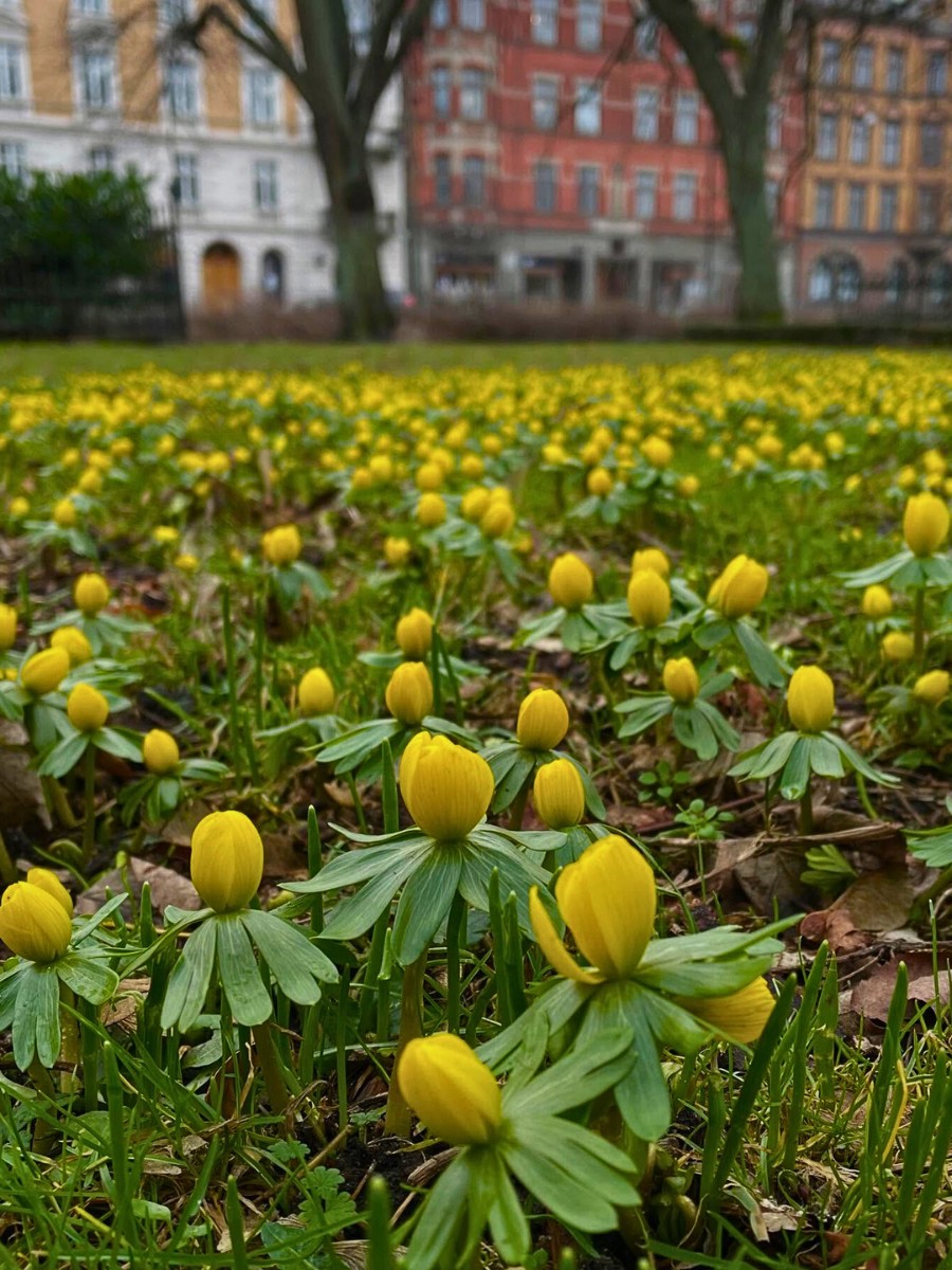 Winter aconite eranthis hyemalis is most effective when planted generously. A small initial planting builds into a rewarding colony over several seasons, particularly in the right conditions. 