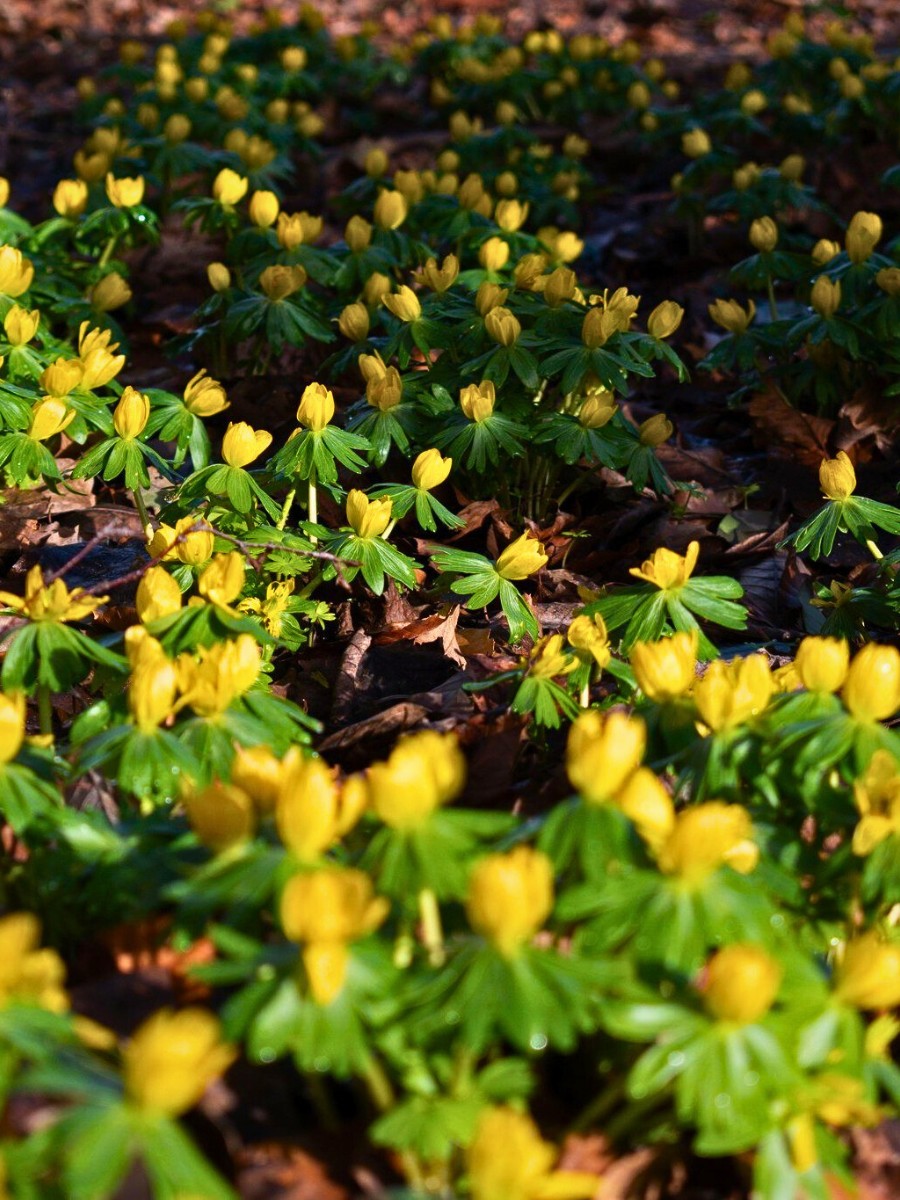 Is eranthis hyemalis invasive? In garden settings, eranthis hyemalis spreads readily by self-seeding and tuber multiplication. 