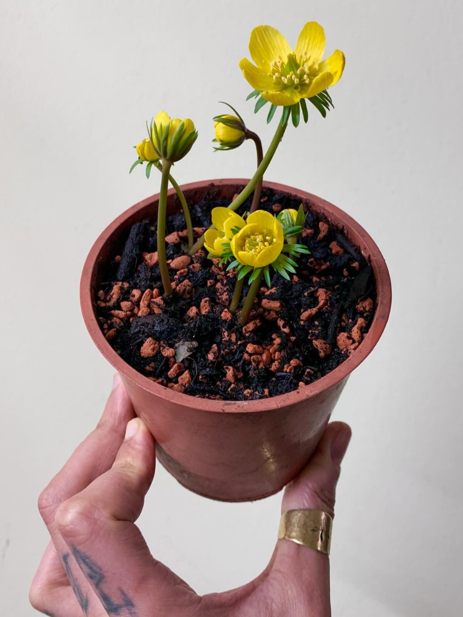 How do you plant eranthis hyemalis? Plant tubers in autumn at around 5 centimetres deep, spaced 5 to 8 centimetres apart, in a dappled or partially shaded spot with moisture-retentive but well-drained soil.