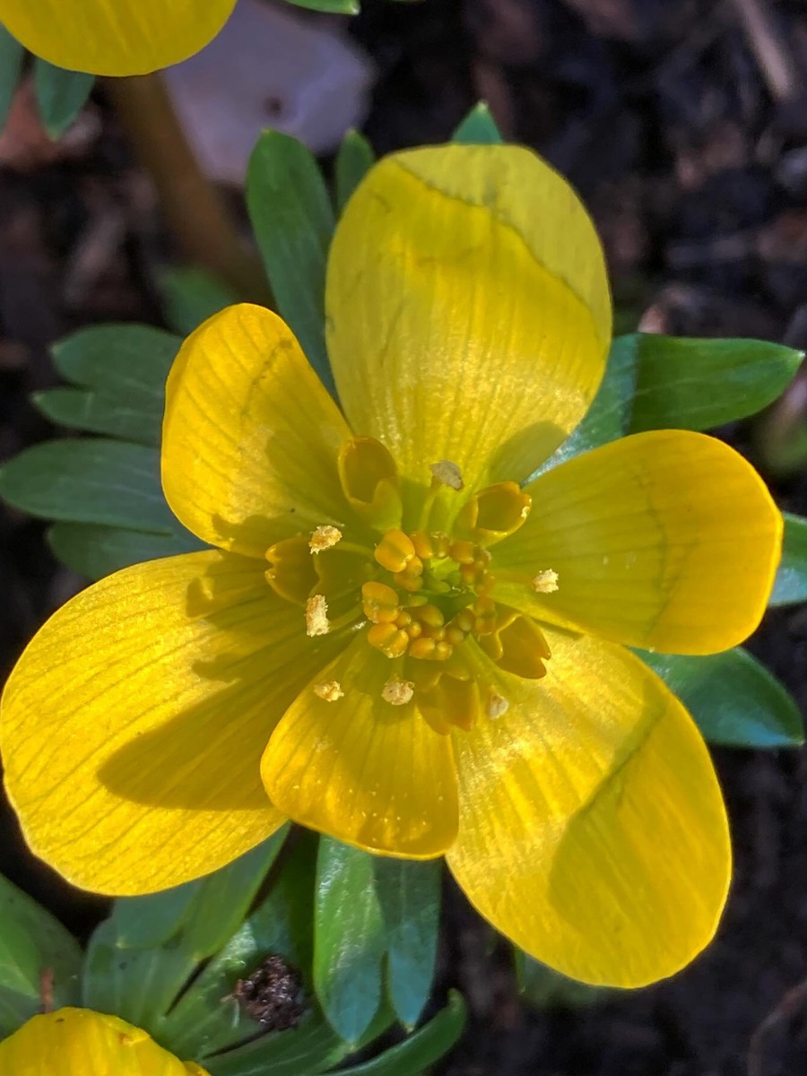 Eranthis Hyemalis, Also Called Winter Aconite Eranthis Hyemalis: Here&rsquo;s How to Plant the Eranthis Hyemalis Seeds and Eranthis Hyemalis Bulbs