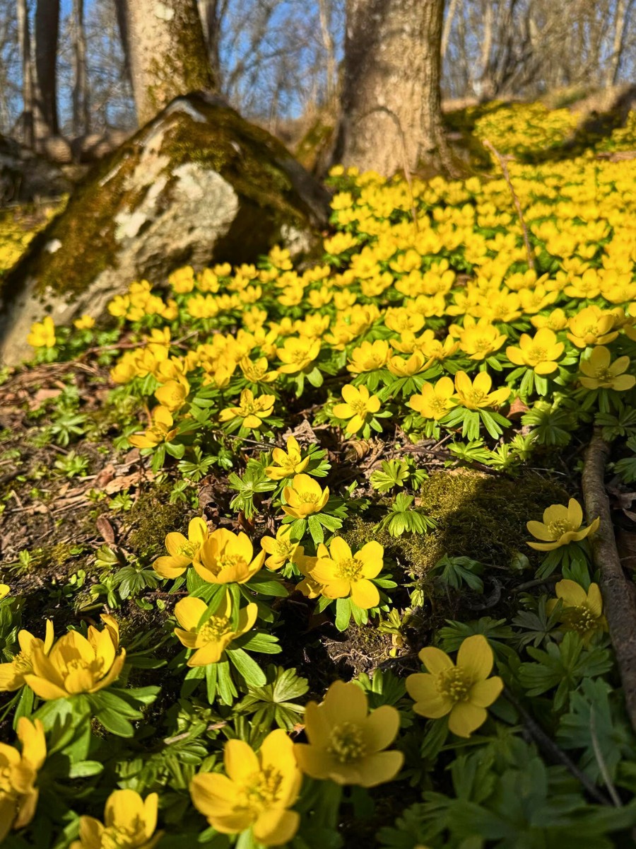 Eranthis Hyemalis, Also Called Winter Aconite Eranthis Hyemalis: Here&rsquo;s How to Plant the Eranthis Hyemalis Seeds and Eranthis Hyemalis Bulbs