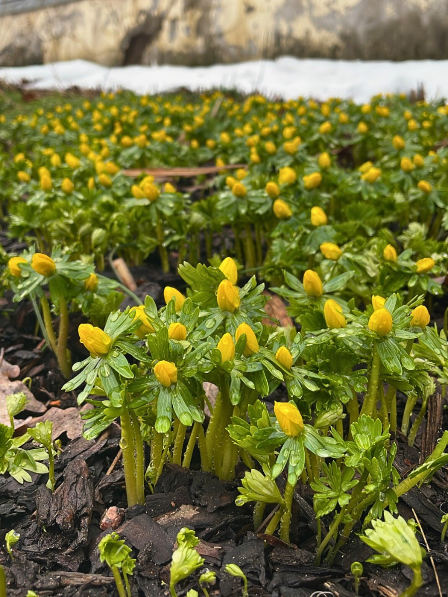 Eranthis Hyemalis, Also Called Winter Aconite Eranthis Hyemalis: Here&rsquo;s How to Plant the Eranthis Hyemalis Seeds and Eranthis Hyemalis Bulbs