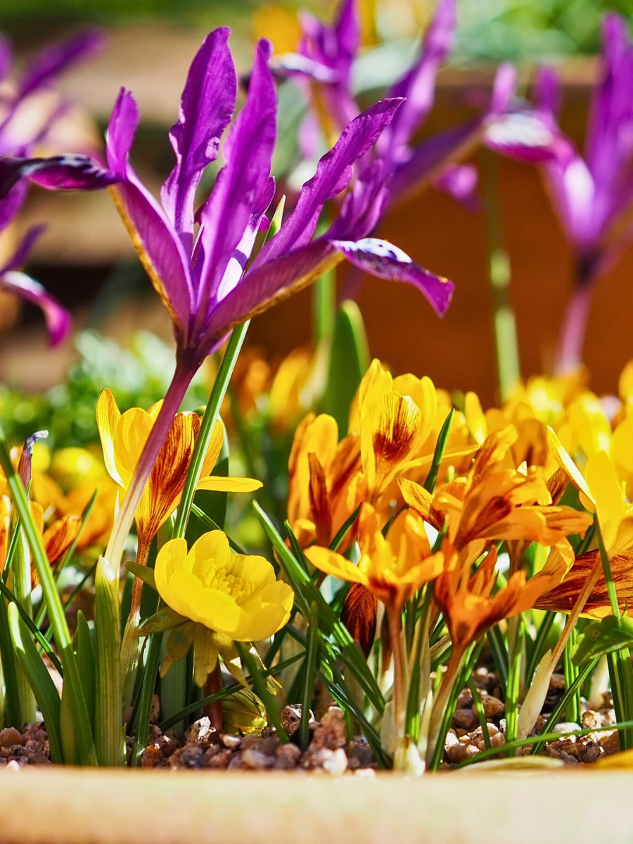 Eranthis Hyemalis, Also Called Winter Aconite Eranthis Hyemalis: Here&rsquo;s How to Plant the Eranthis Hyemalis Seeds and Eranthis Hyemalis Bulbs