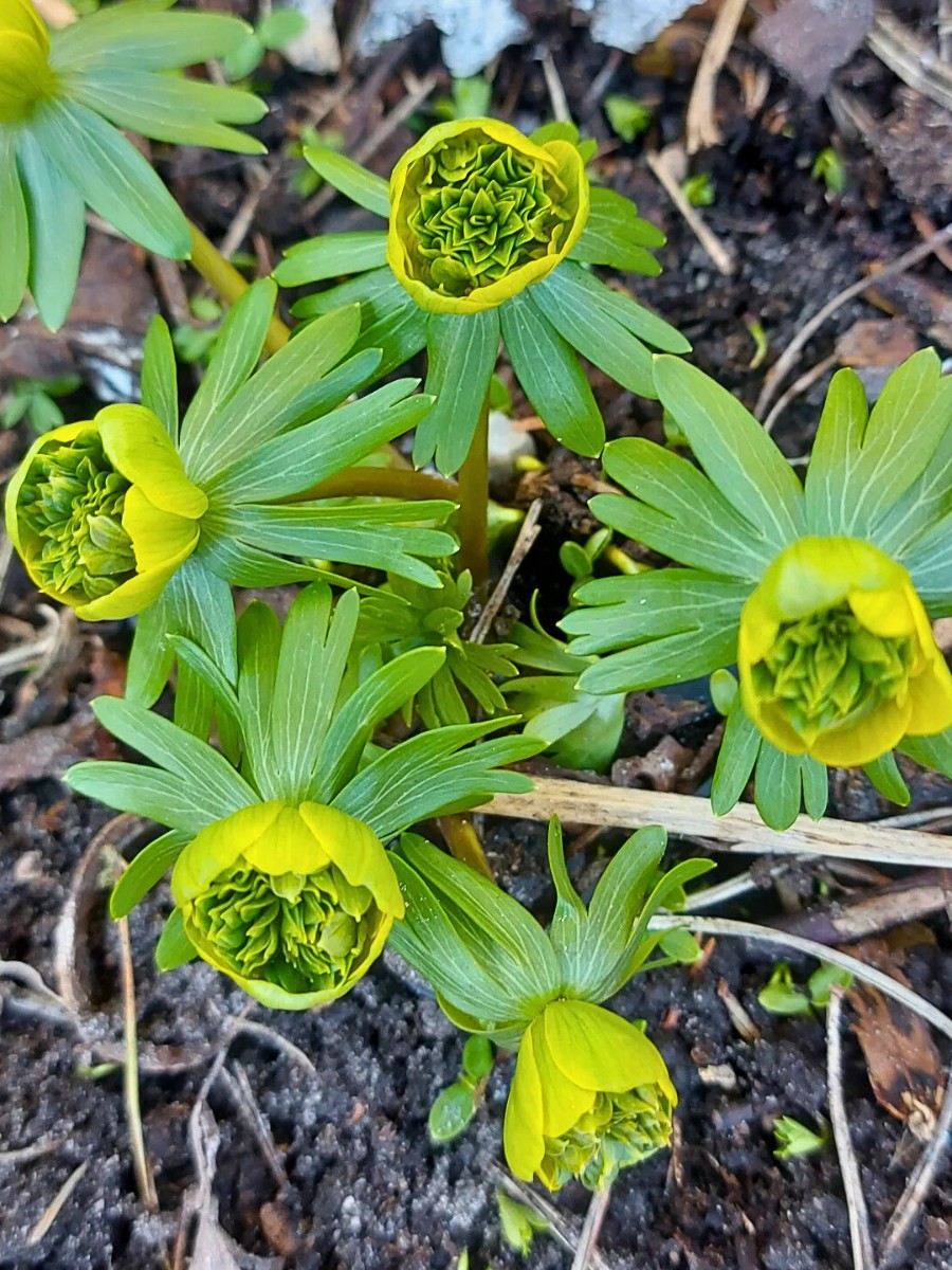 Eranthis Hyemalis, the Early-Spring Blooming Winter Aconite